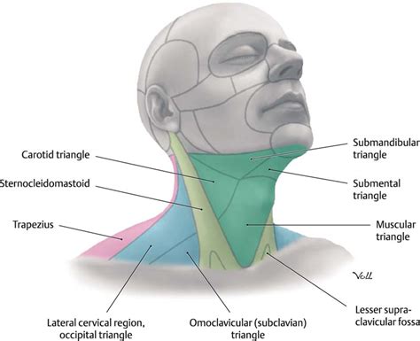 cuello traduzione